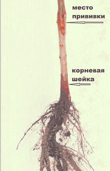 Скажите, заглублена ли корневая шейка яблони? - ответы экспертов телеателье-мытищи.рф