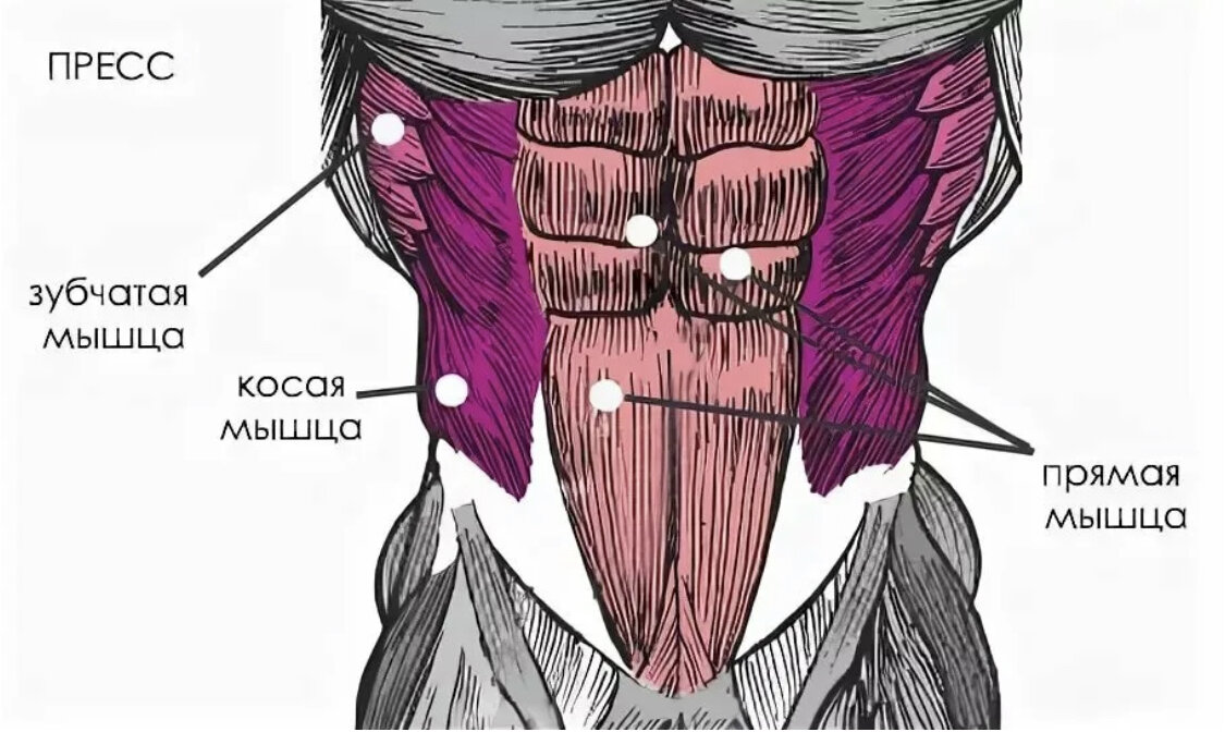 Мышца б. Мышцы пресса. Мышцы пресса анатомия. Косые мышцы пресса анатомия. Зубчатые мышцы пресса.