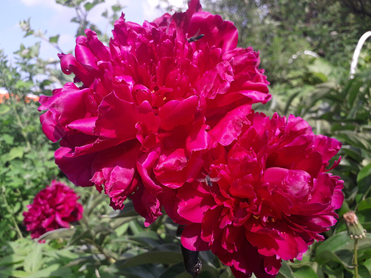 Немного лета.