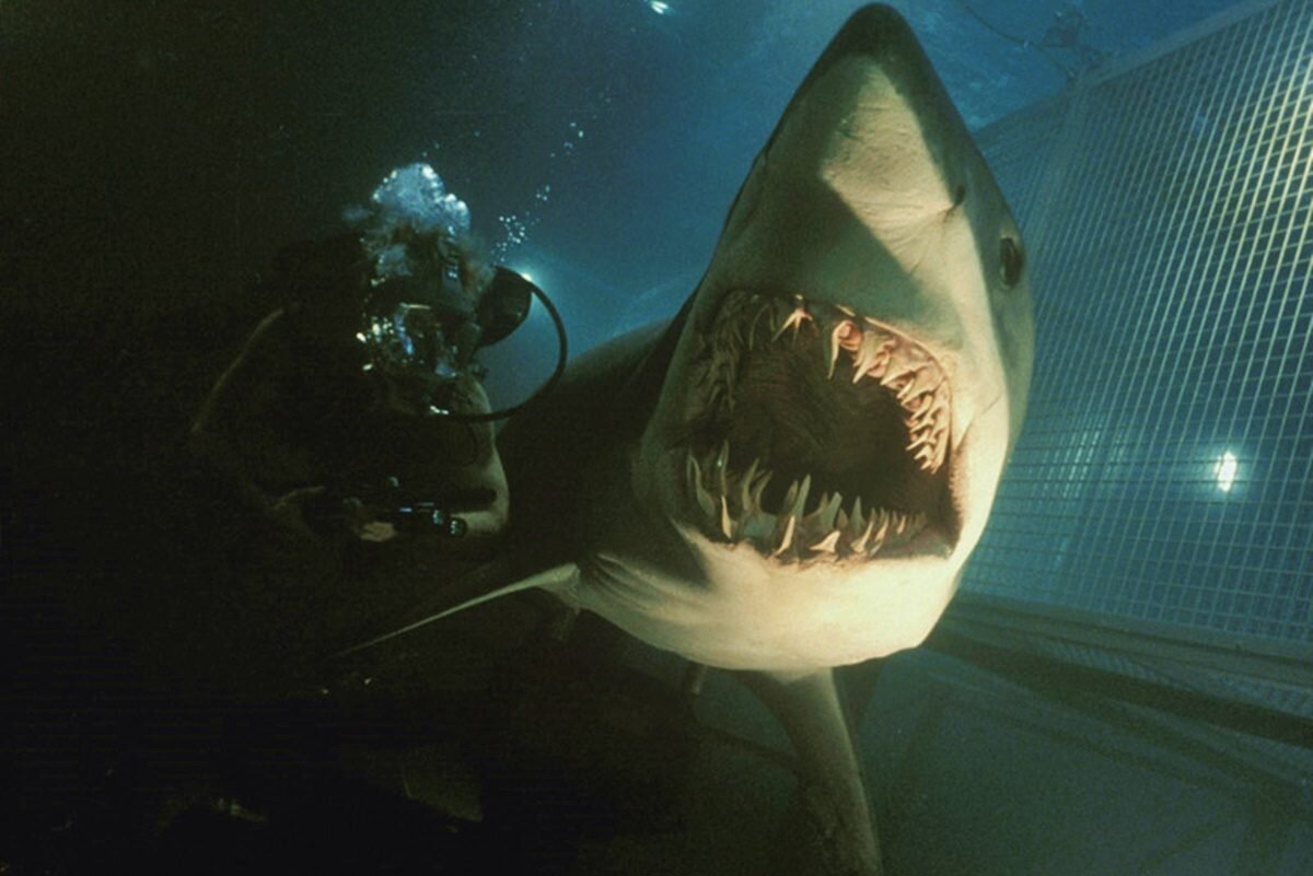 Ужасы про акул новинки. Глубокое синее море 1999. Глубокое синее море 3 акулы.