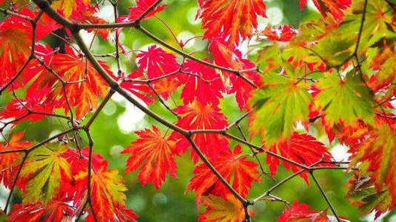 23 сентября 2023 сезон Весов