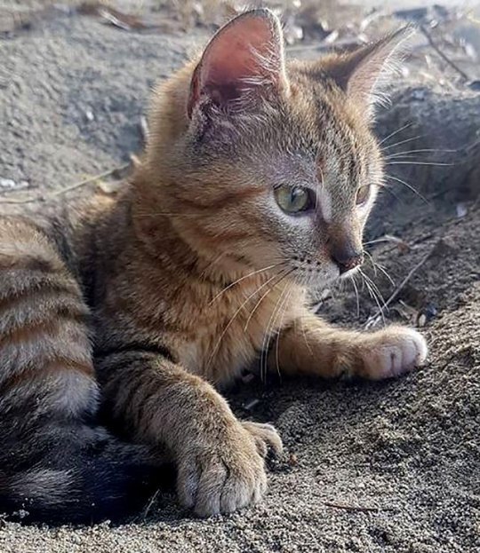 Маленькая Нала (Фото: Дин Николсон) 