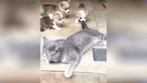 Материал взять из простора YouTube, с пометной свободное распространение.