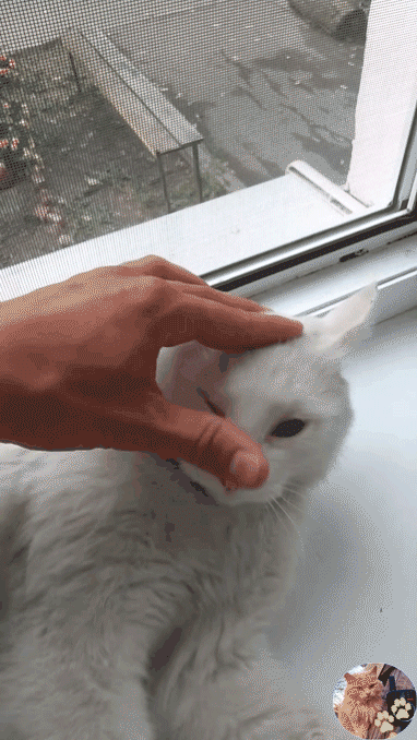 Чешите кота правильно!
