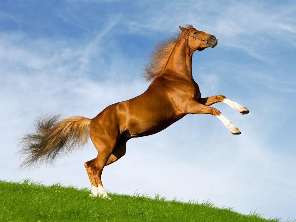   Домашняя лошадь – непарнокопытное животное, одомашненное человеком. Коней не просто используют в хозяйственных целях.