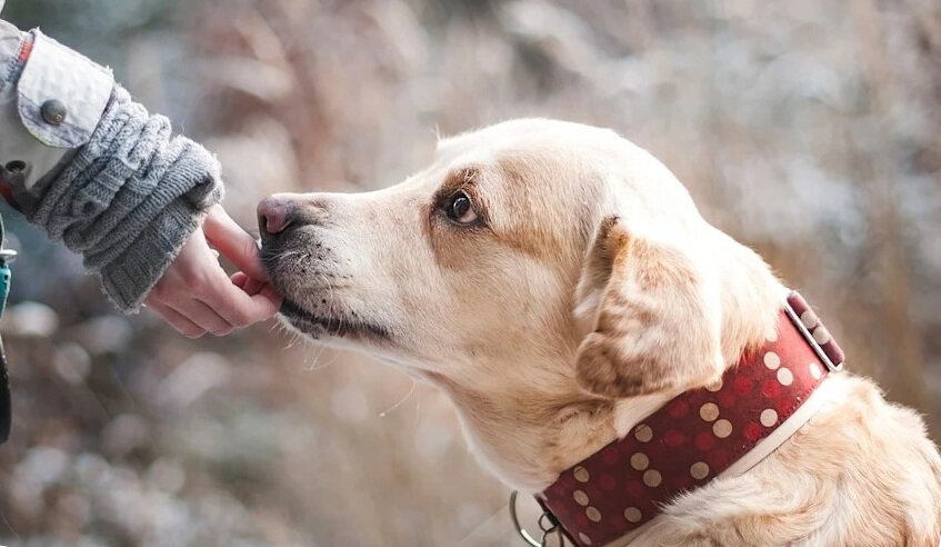 🐶 Отпугиватель собак своими руками: стационарный прибор, переносной свисток