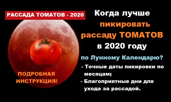 Пикировать рассаду помидор по лунному календарю