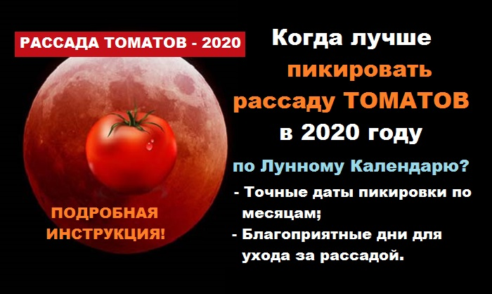 Можно пикировать помидоры на убывающую луну. Благоприятыедни для пикировкипомидор. Благоприятные дни для пикировки рассады томатов. Благоприятные дни для пикировки помидор. Благоприятные дни для пикироакитоматов.