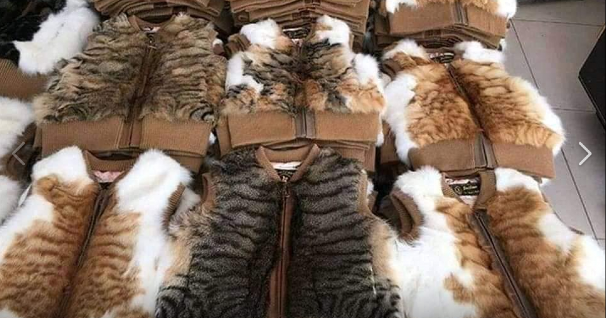 (c) AntiFut Society https://www.sosvox.org/en/petition/cats-are-cooked-alive-in-china.html?utm_source=highlight&utm_medium=title&utm_campaign=campaign-p230120