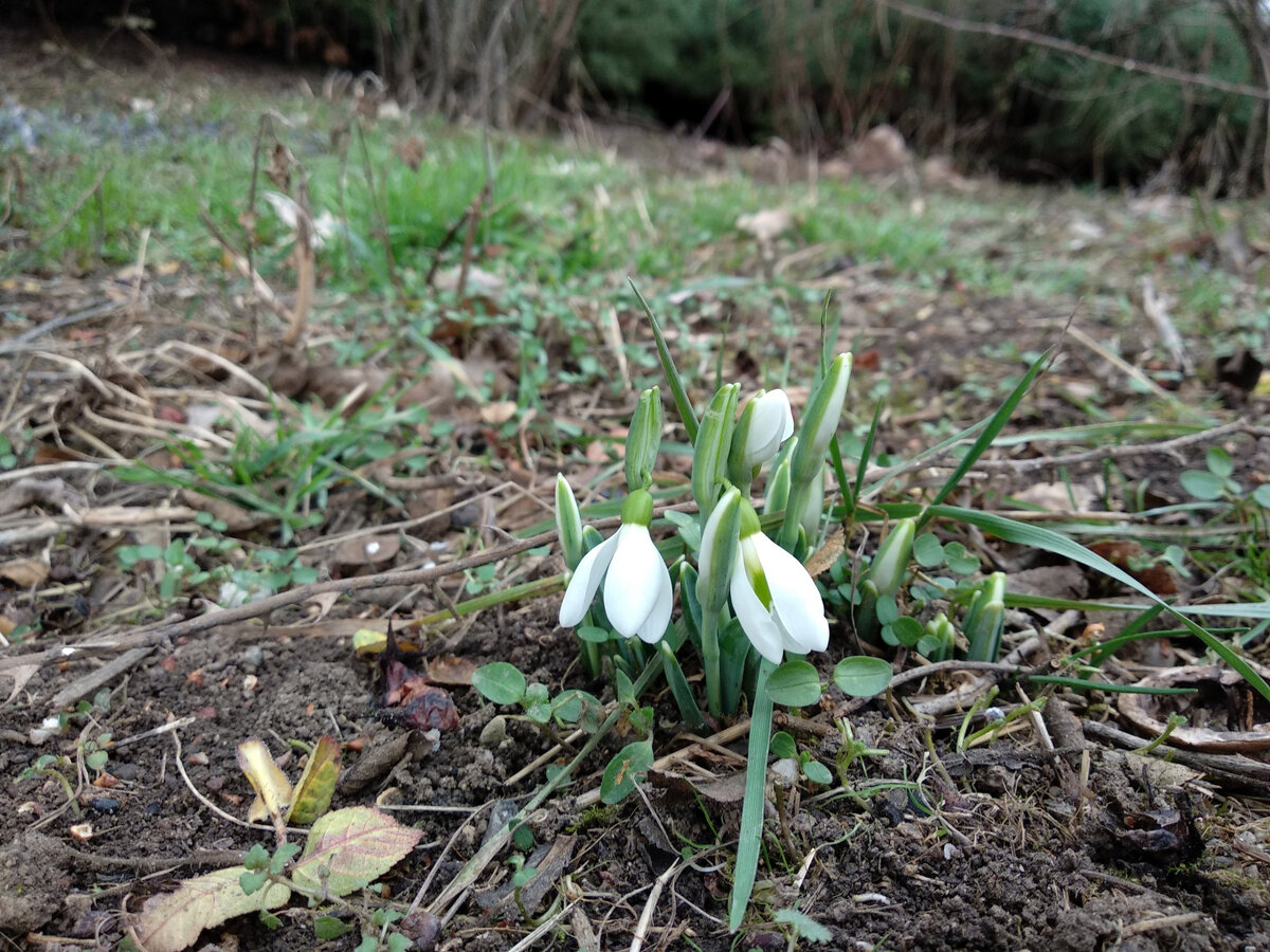 Подснежники / Фото: ботсад им. Багрова