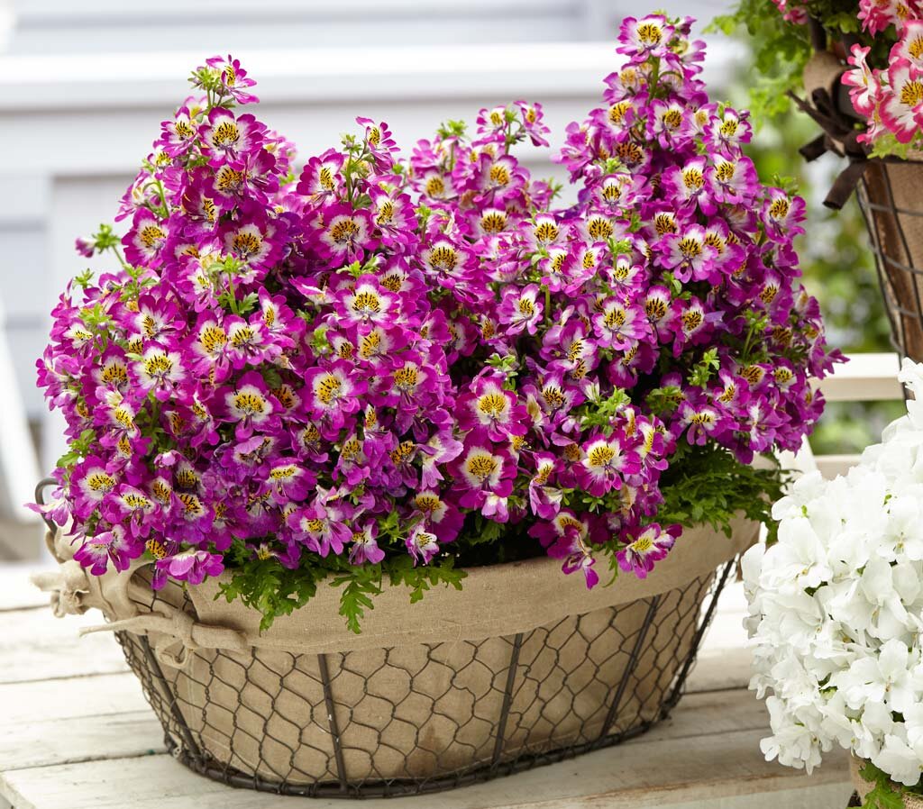 Схизантус. Ссылка на изображение: https://www.syngenta.ru/sites/g/files/zhg216/f/articles.20120229-schizanthus-industrial-technology-of-growing.01.jpg