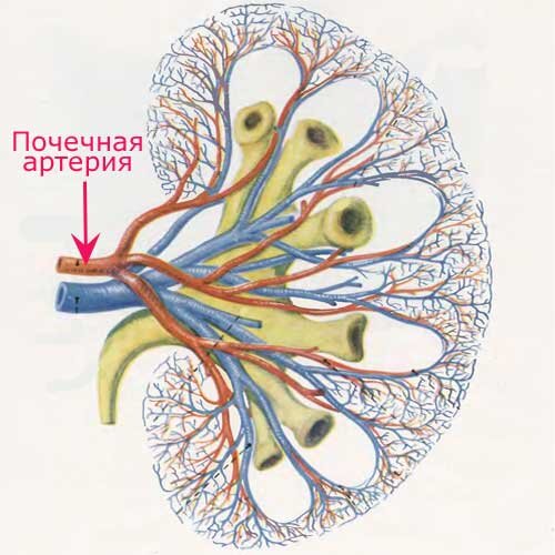 Строение почечной артерии