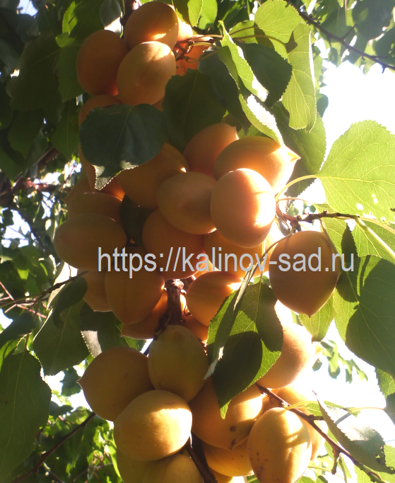 Это наша Манитобка