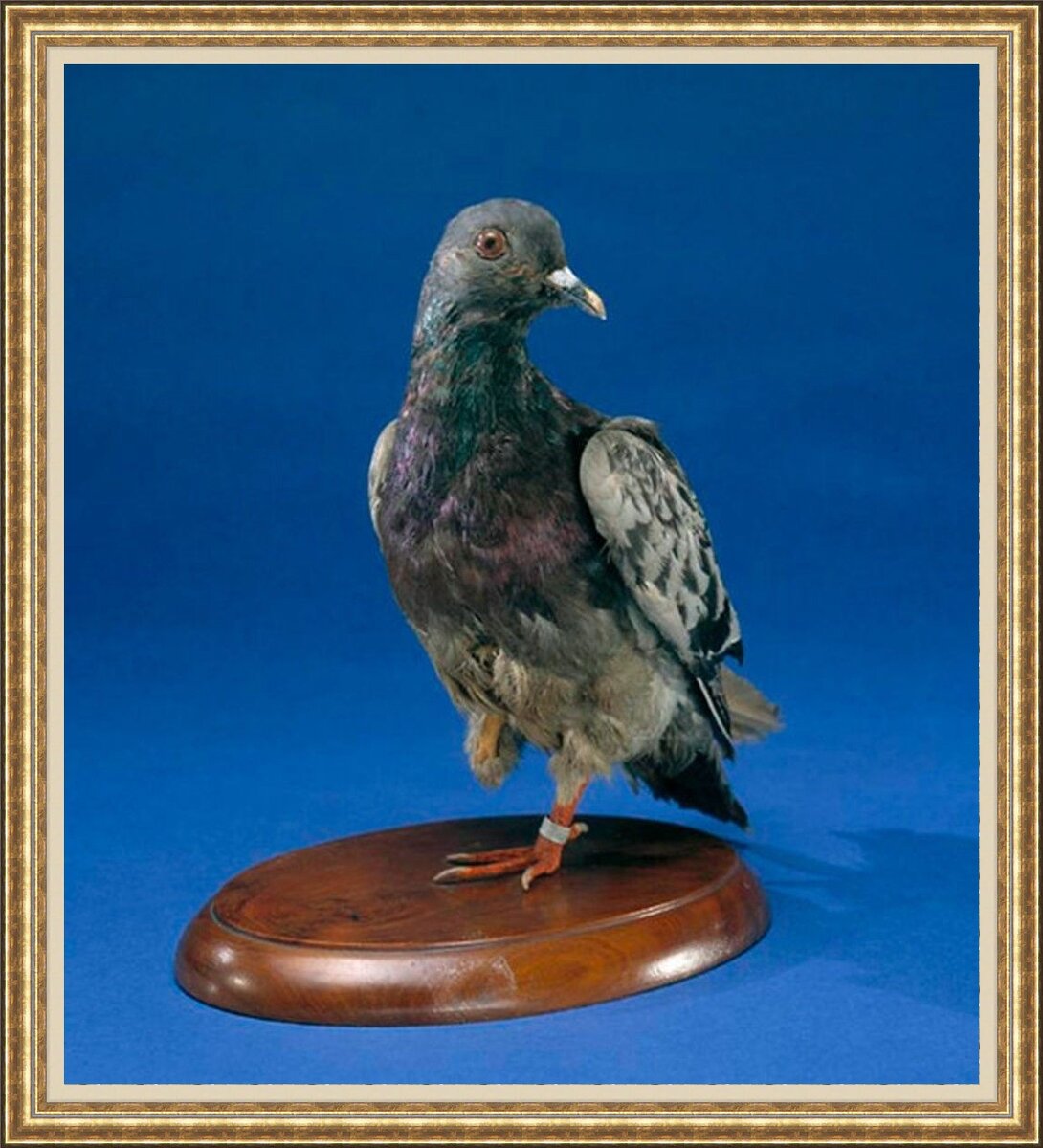 Почтовая голубка Шер Ами