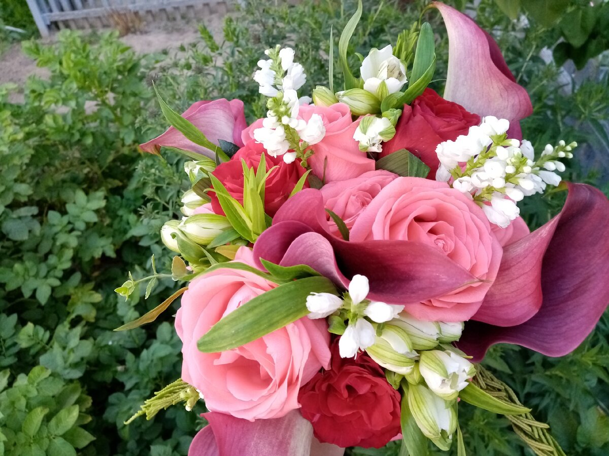 Садовые цветы-фавориты