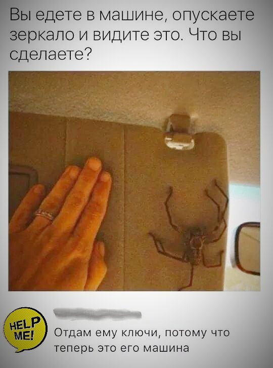 История с пауком в машине