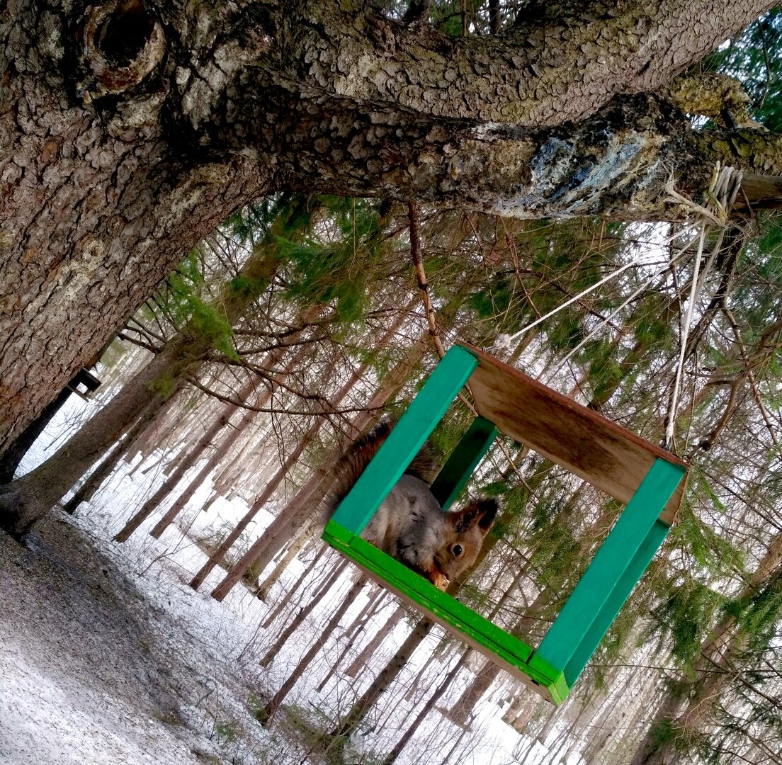 Белка в парке