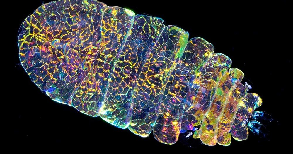 Рис.1.Копепода Сапфирина.