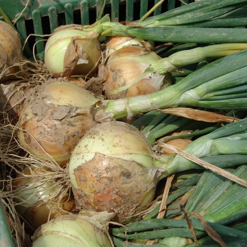 Фото из свободных источников.