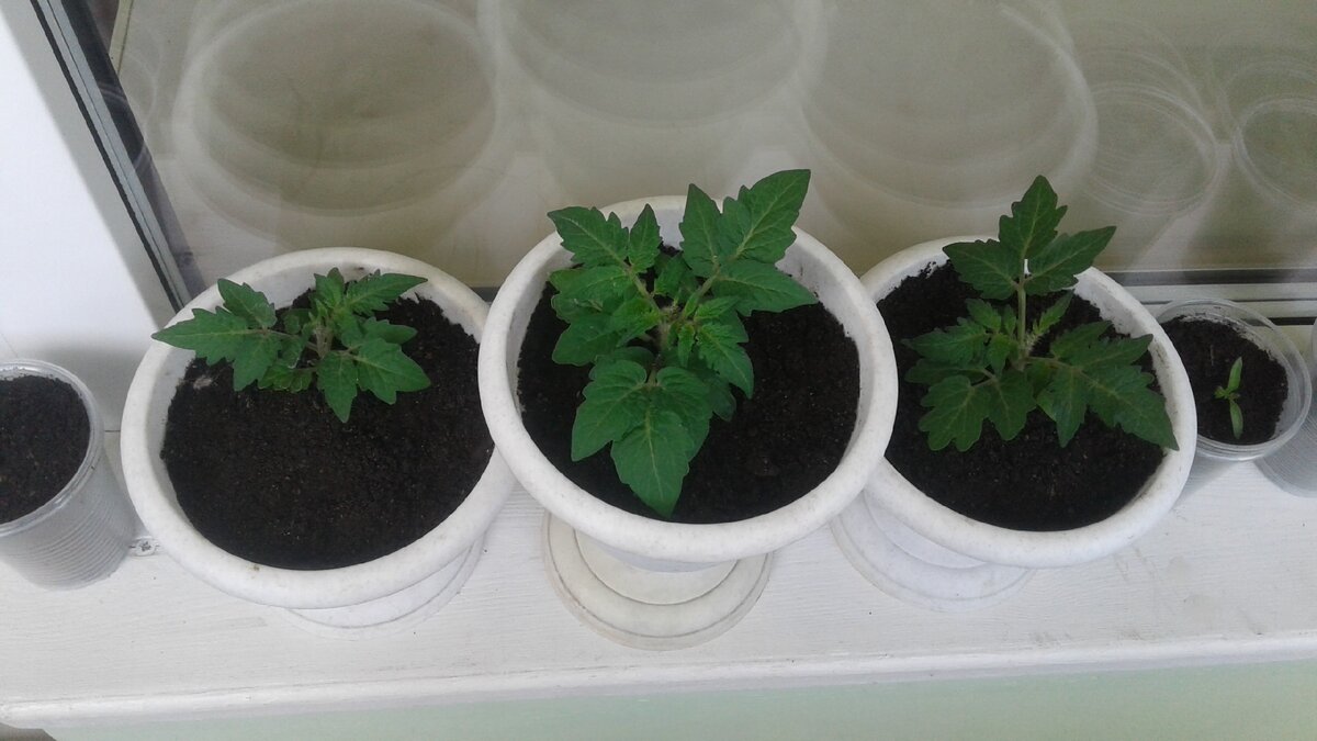 А это - нынешние "Бэби". Уже начали набирать цвет