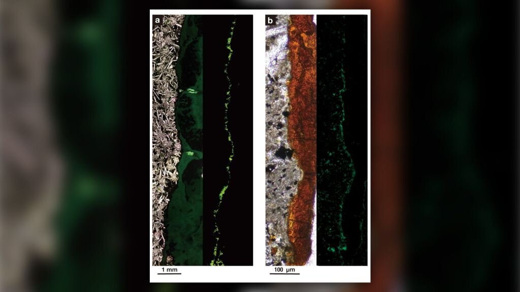 Источник: журнал Communications Biology 