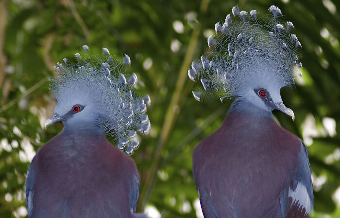 Веероносный венценосный голубь.
