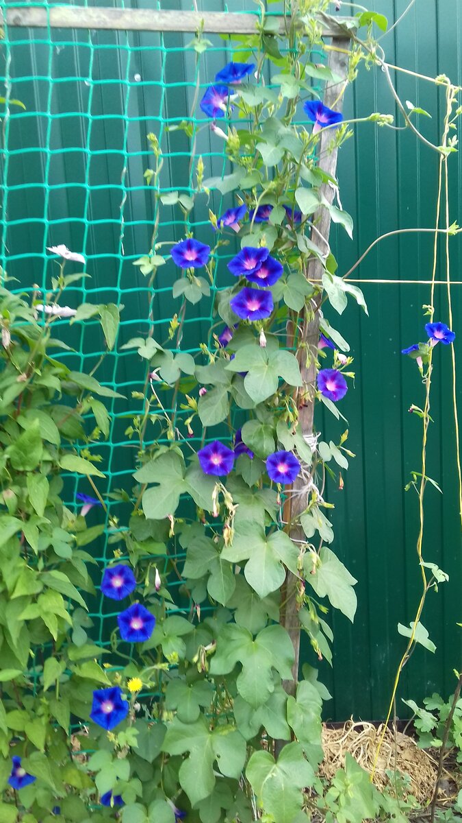 Ипомея обыкновенная 