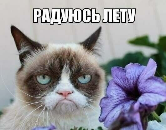Grumpy cat