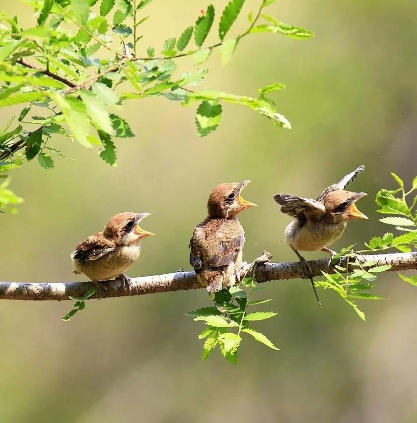 Фото взято с открытых источников