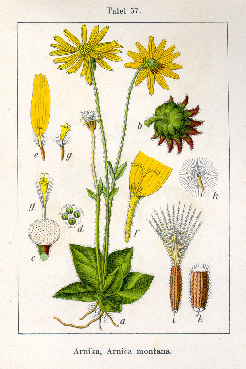 Арника горная. Фото из открытых источников.