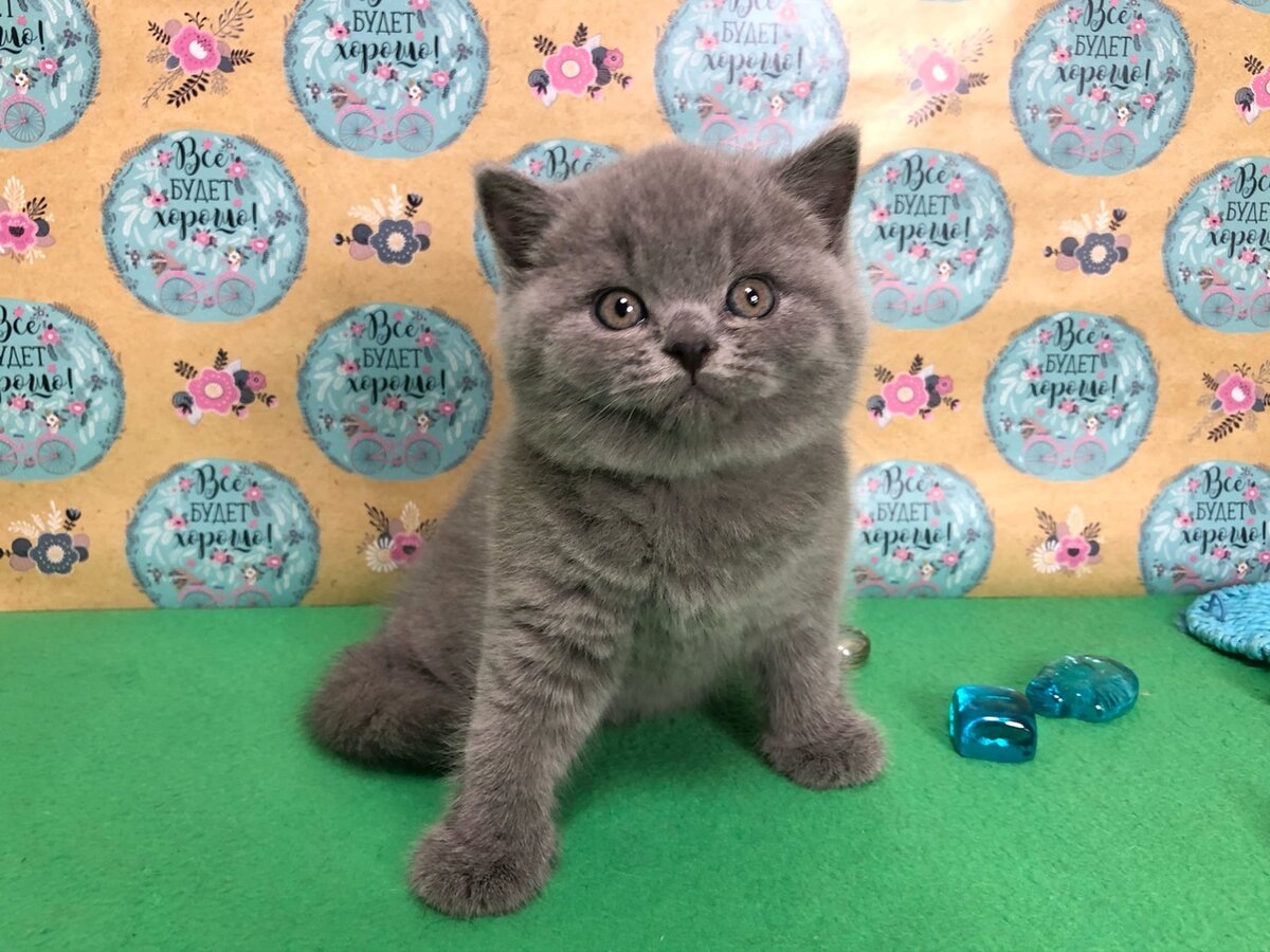 британский котенок из питомника House Arletta British