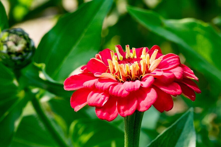 Red Zinnia Flower