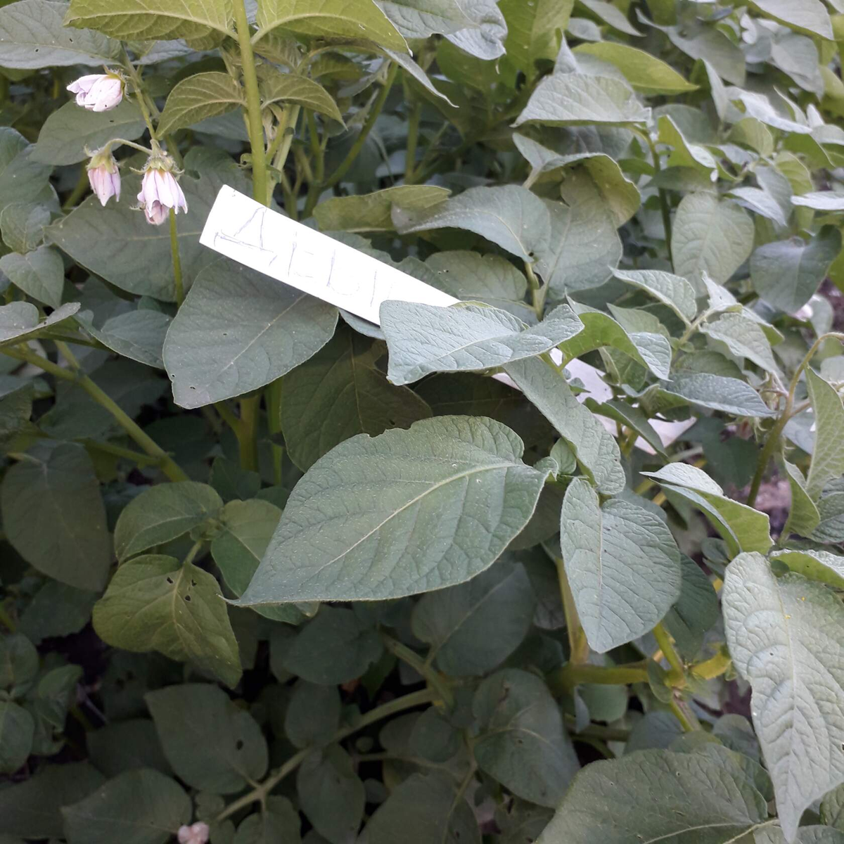 ДЕБЮТ- на наших грядках в начале лета.