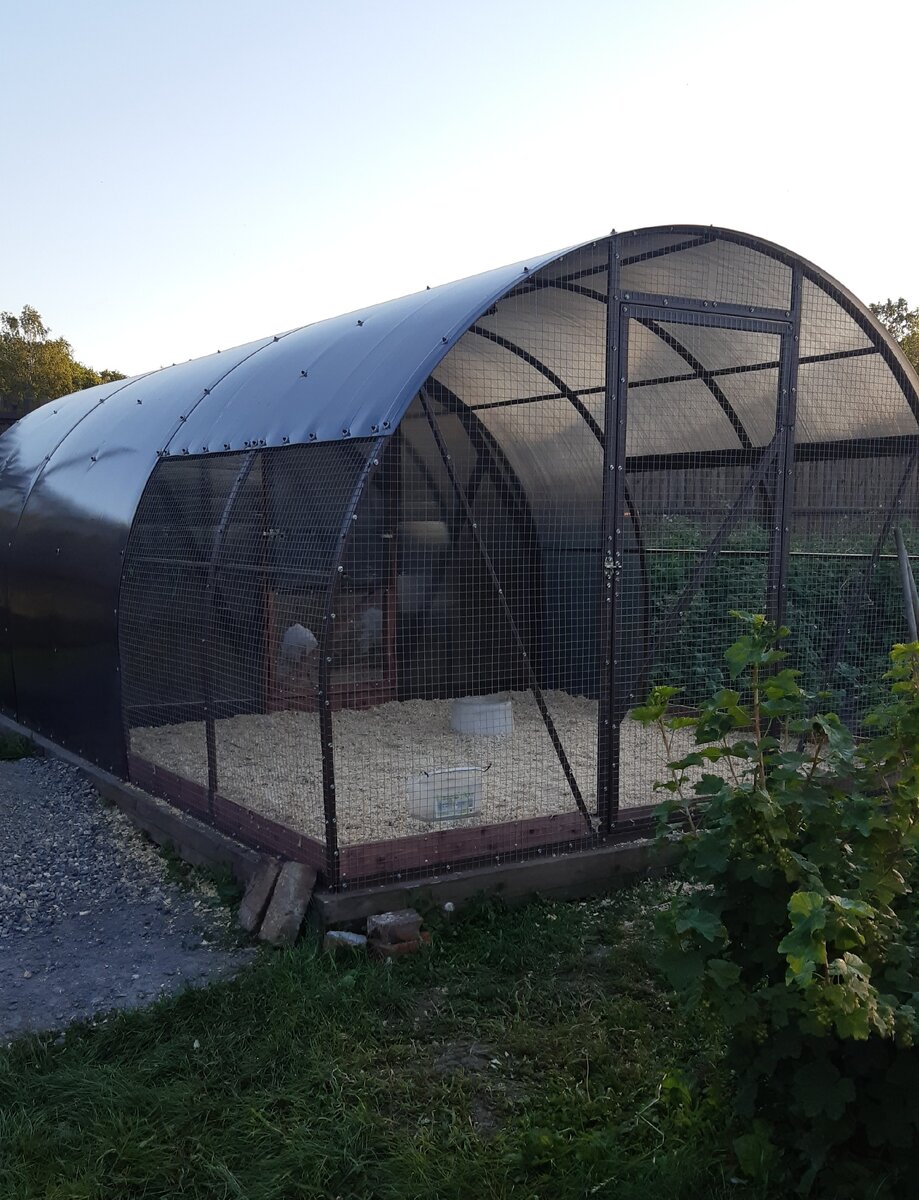 Наш индюшатник