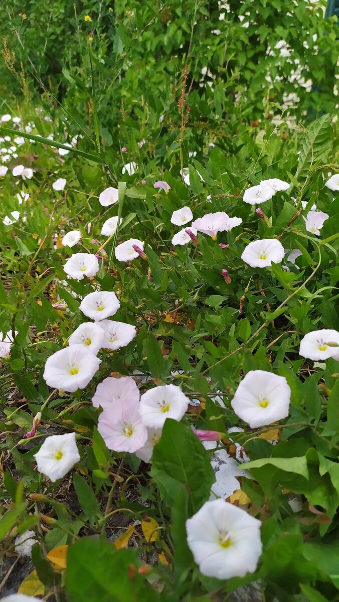 Вот на клумбе вижу я - Колокольчиков семья.
Тихо так они звенят
И меня к себе манят.

К ним я ближе подойду
И беседу поведу:
- Вы прелестны, добрый день!
А они в ответ: - Дзень, дзень!

- Колокольчики - друзья,
Влажная у вас земля?
Всем довольны или нет?
- Дзень, дзень, дзень, - мне был ответ.

- Колокольчики мои,
Вы нарядны, веселы.
Вы чудесно так звените,
Но спешу я, извините!
#АндрейСлип
#Стихи_цветы
