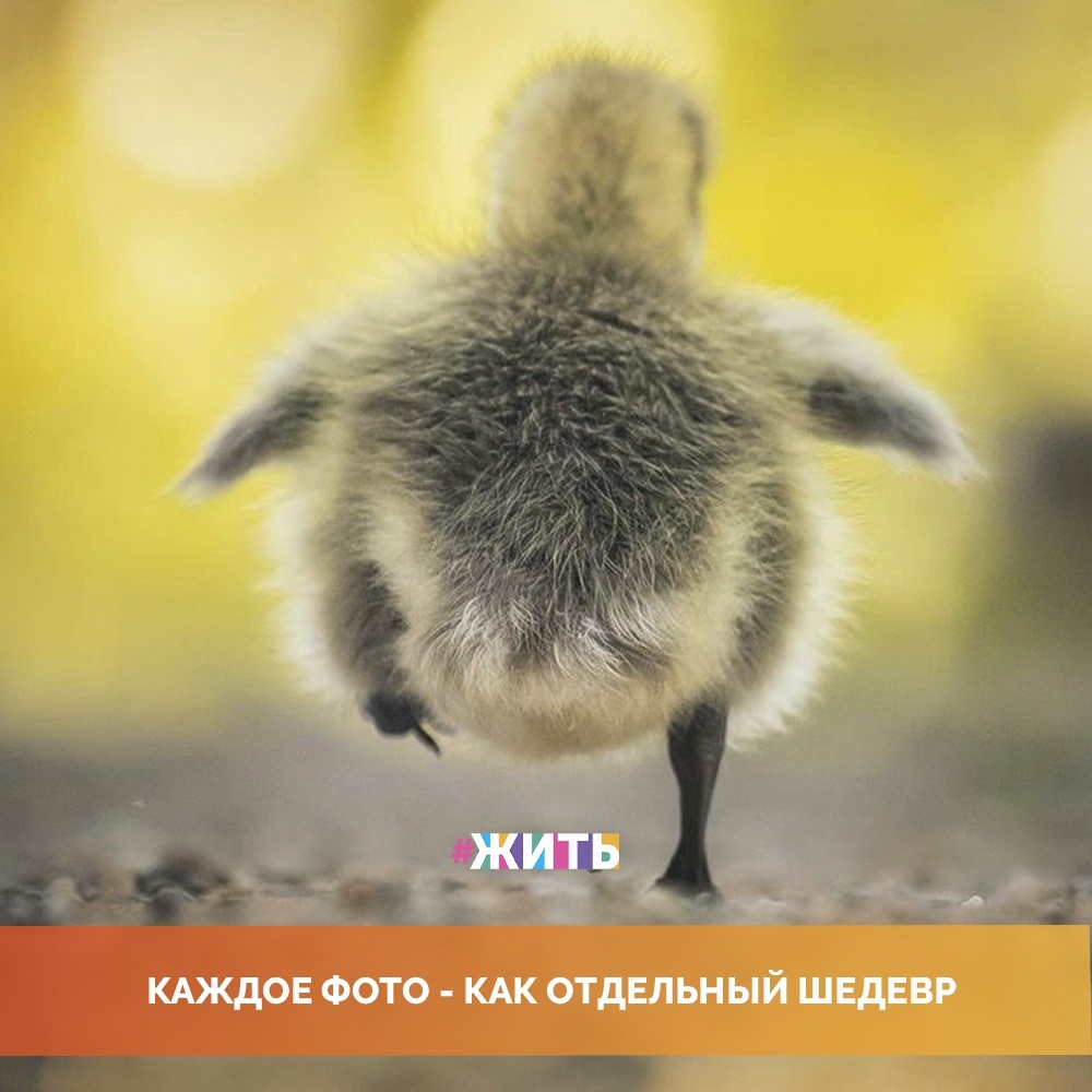 Талантливый 22-летний финcкий фoтoгpaф Оssi Sааrinеn создает просто невероятные фотографии дикой природы😻 
Он снимает чудесные портреты лис, птиц, уток, енотов и других симпатичных животных🙌

Один раз посмотрев эти фотографии, невозможно оторваться💓

У Вас есть свое любимое животное? Поделитесь с нами в комментариях🙌

#жить #проектжить
