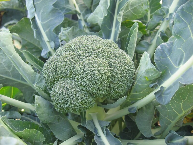 Брокколи