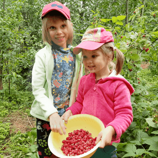 Вкусная малина