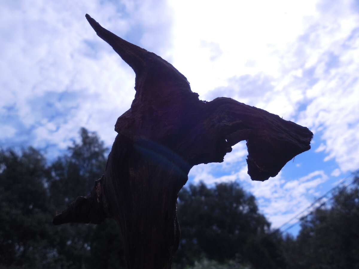 Это он! Тот самый дракон