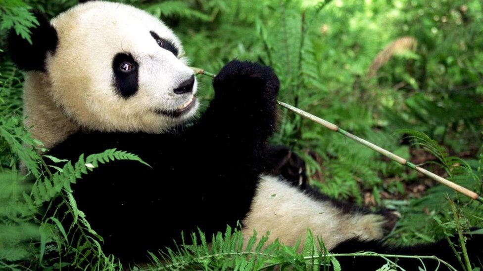 Правообладатель иллюстрацииLYNN M. STONE/NATUREPL.COM