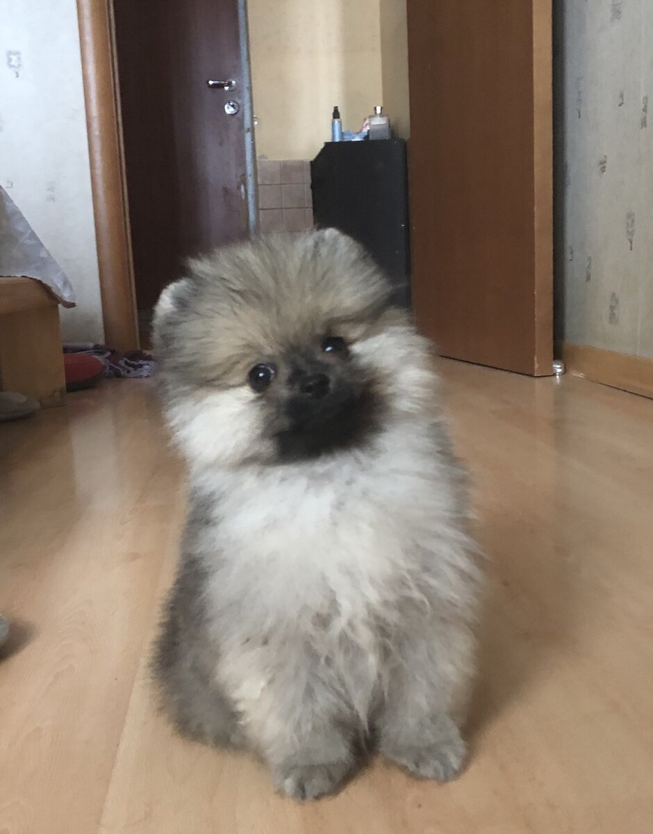 Щенок шпица в положении сидя