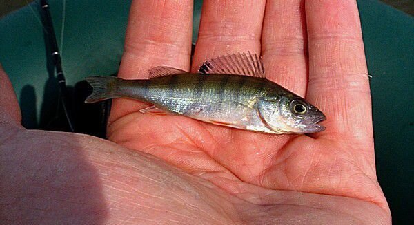 И такие в суп сгодятся