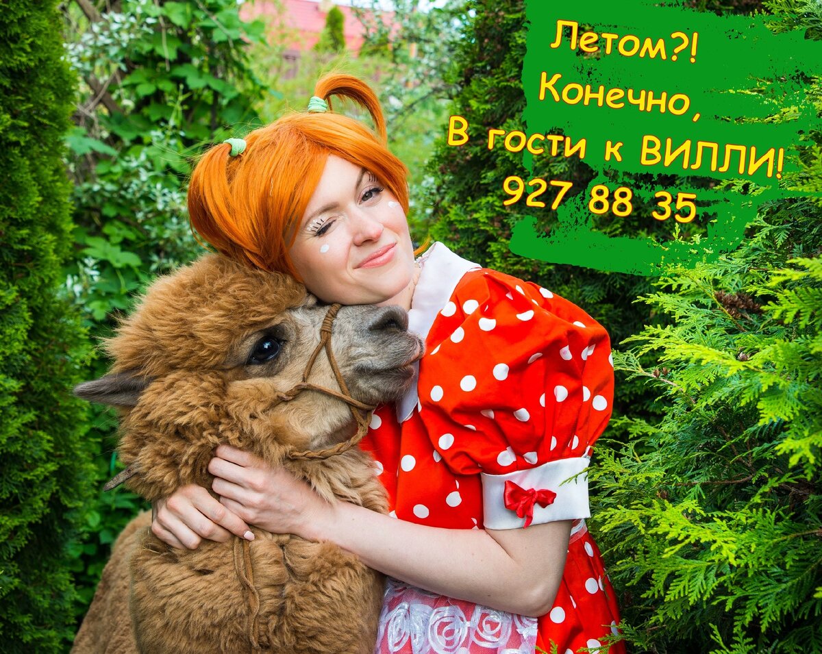 Альпака Вилли фото Павла Терентьева 