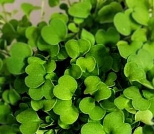 Микрозелень «руккола»