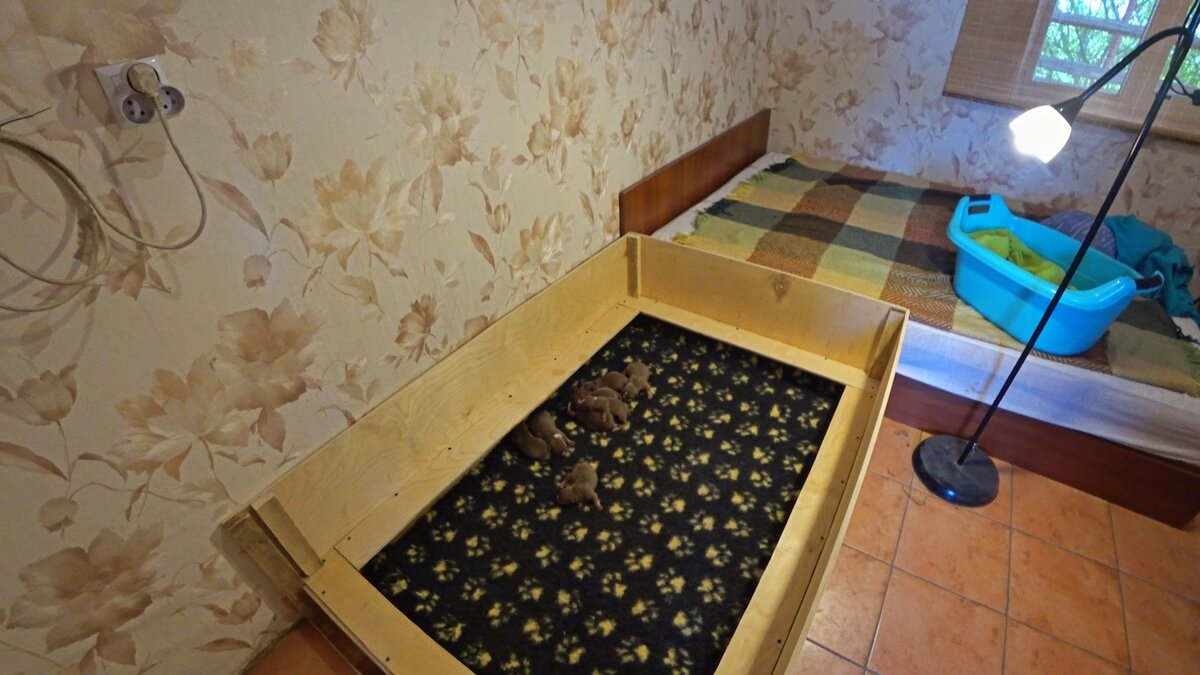 Щенки в гензде