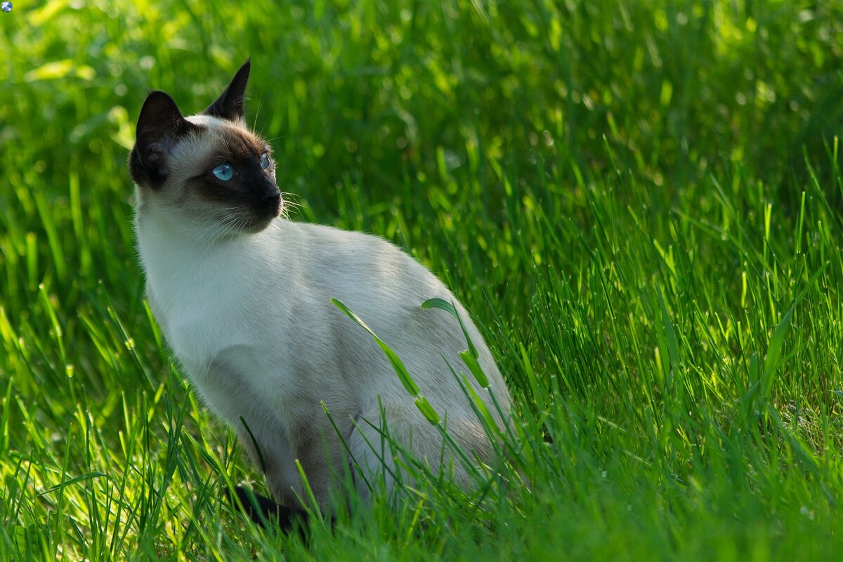 Сиамские кошки на рабочий стол