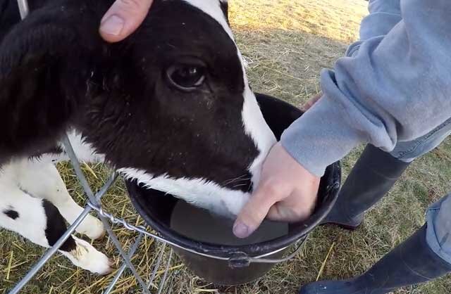 Что делать, если корова поносит