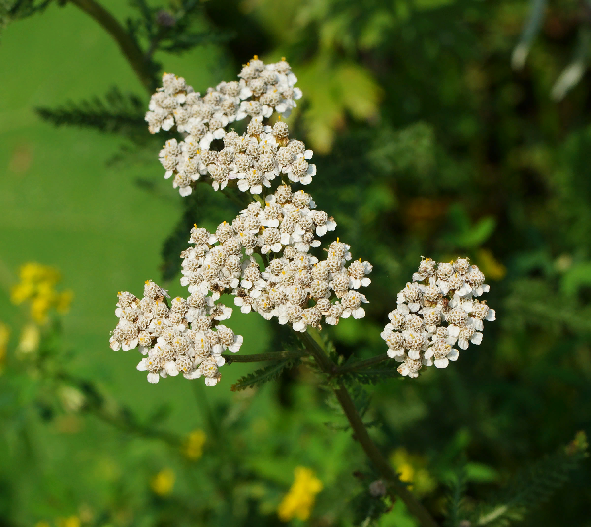https://www.plantarium.ru/dat/plants/3/375/655375_7d0df609.jpg