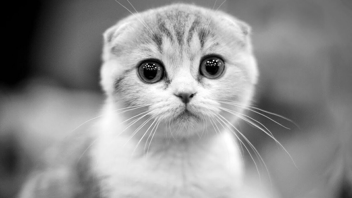 Источник Яндекс картинки