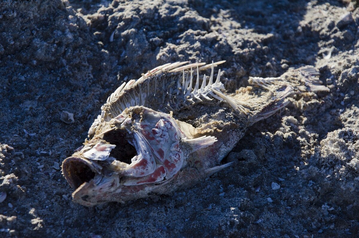 https://cdn.pixabay.com/photo/2016/01/19/17/14/bones-1149593_1280.jpg